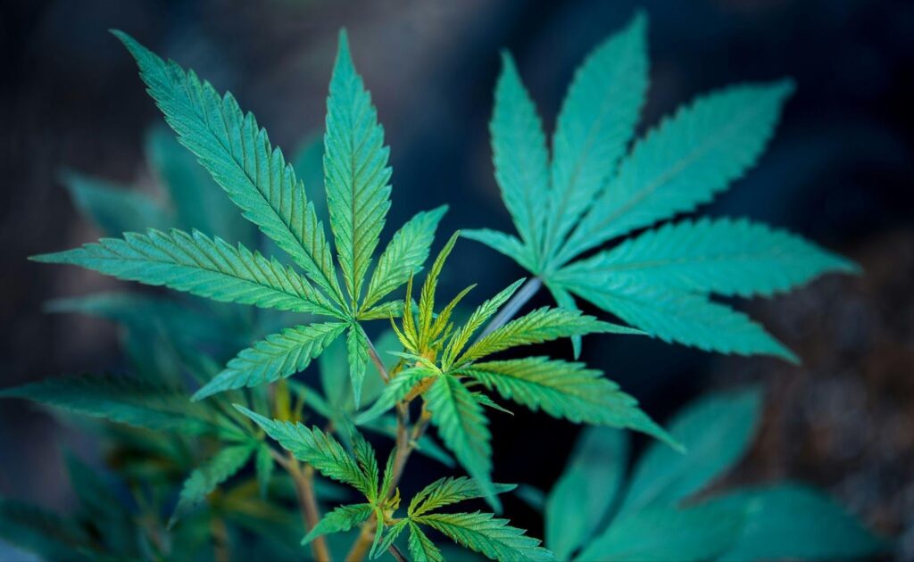 Exploring the Benefits of Weed Delivery Services for Office Catering and Workplace Relaxation